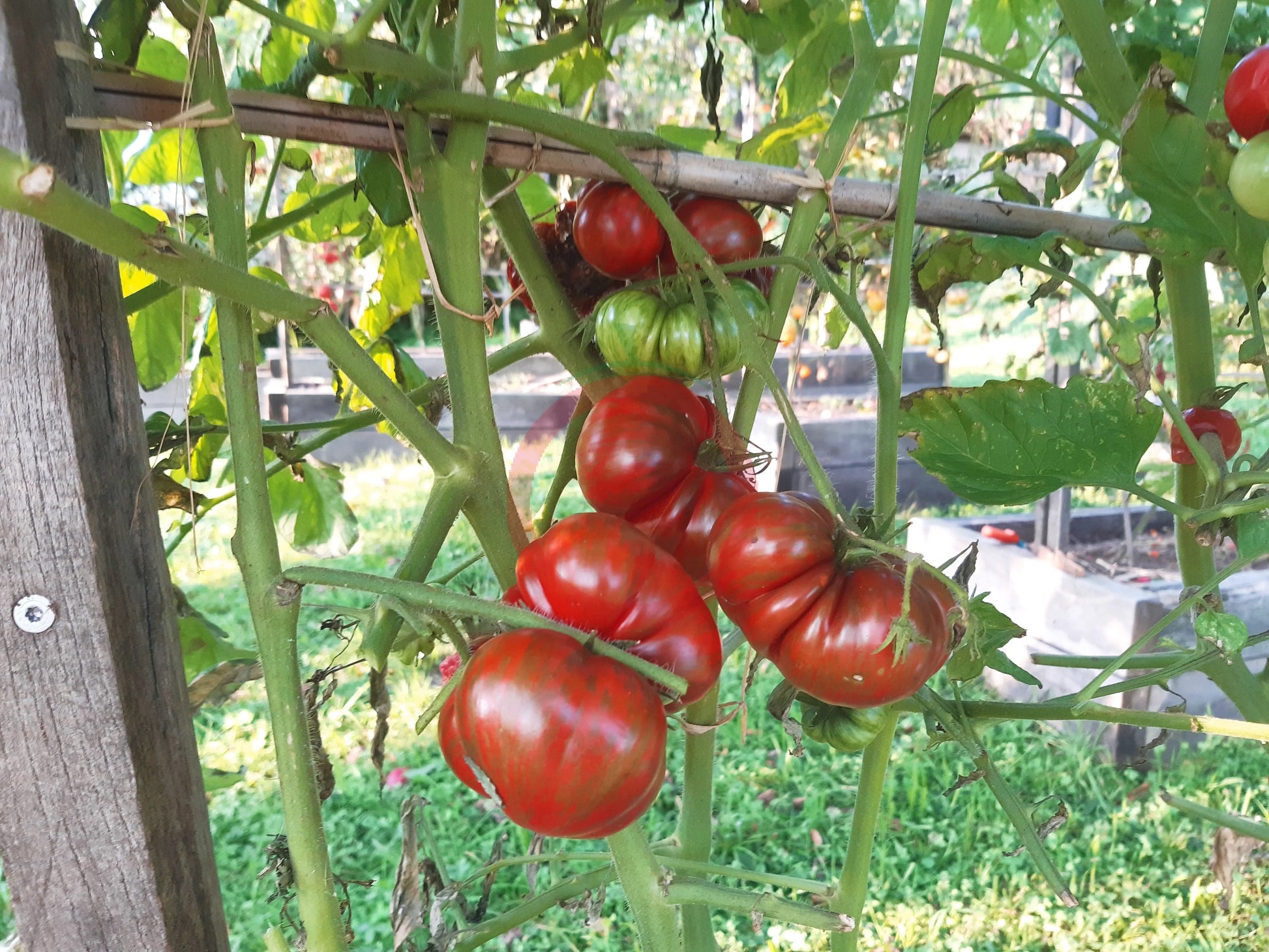 Hershey Boar DER TOMATENFLÜSTERER