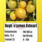 Hugh´s Lemon Oxheart DER TOMATENFLÜSTERER