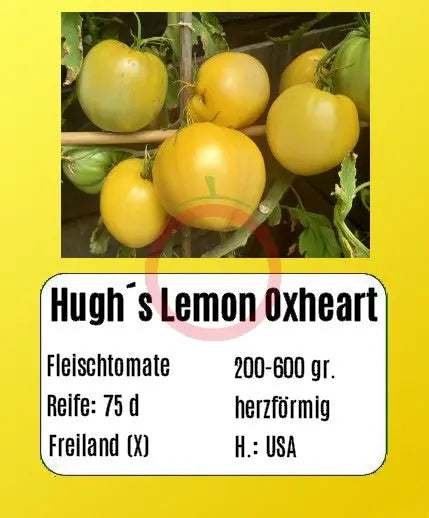 Hugh´s Lemon Oxheart DER TOMATENFLÜSTERER