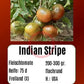 Indian Stripe DER TOMATENFLÜSTERER