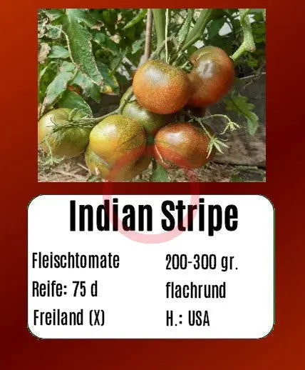 Indian Stripe DER TOMATENFLÜSTERER