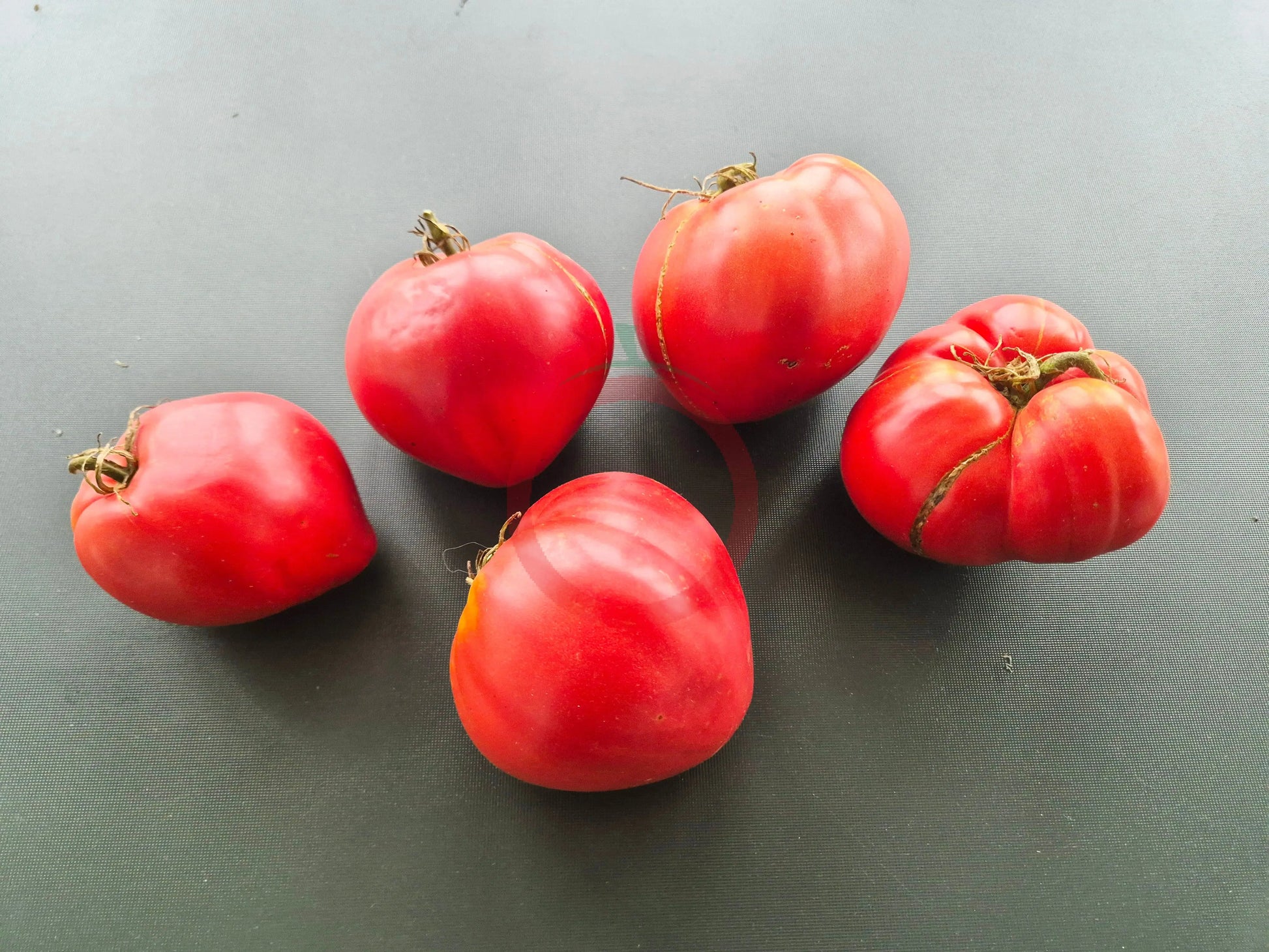 Inima de Bou Sat Baray Cluj DER TOMATENFLÜSTERER