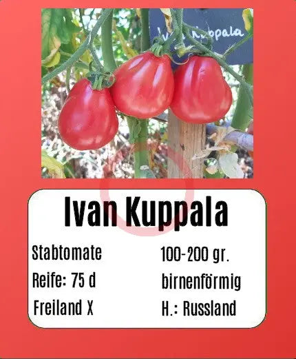 Ivan Kupala DER TOMATENFLÜSTERER