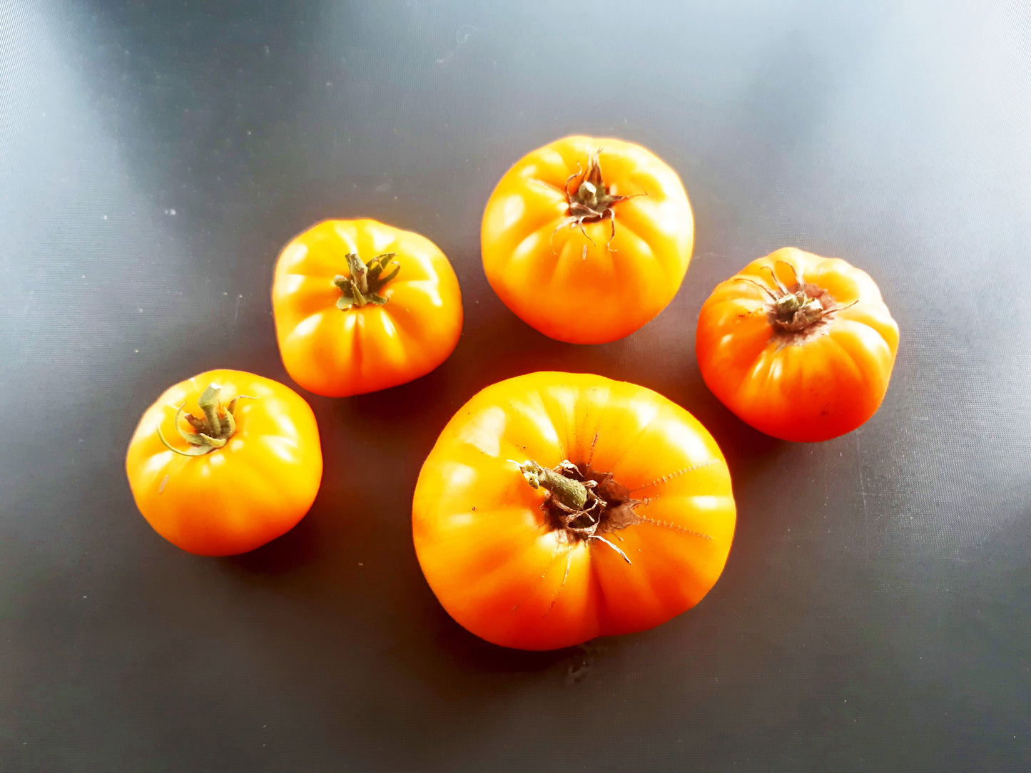 Janet´s Jacinthe Jewel DER TOMATENFLÜSTERER