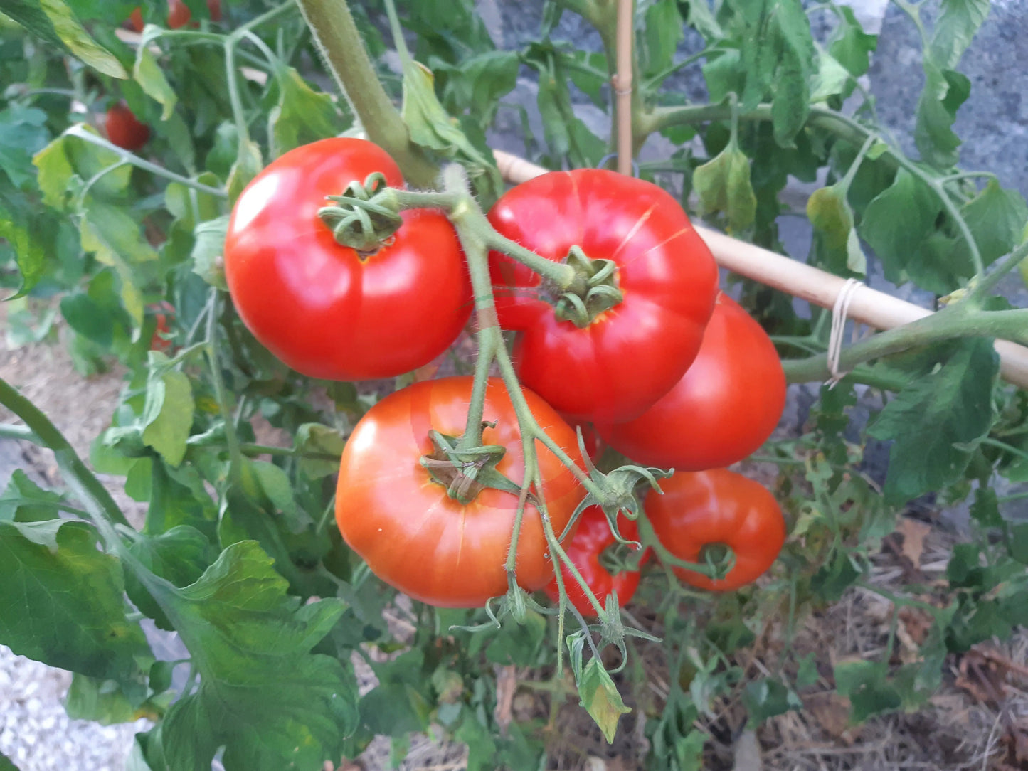 Japonskij Krab DER TOMATENFLÜSTERER