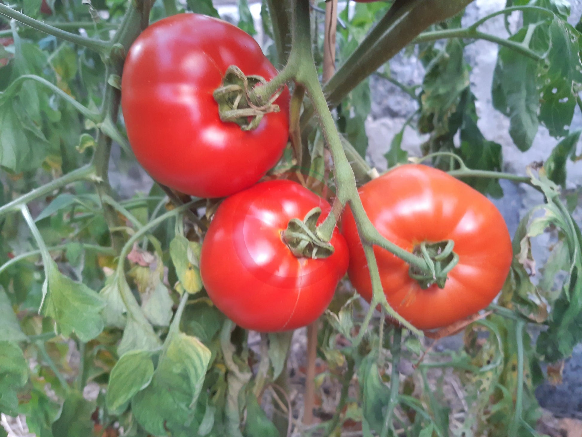 Japonskij Krab DER TOMATENFLÜSTERER