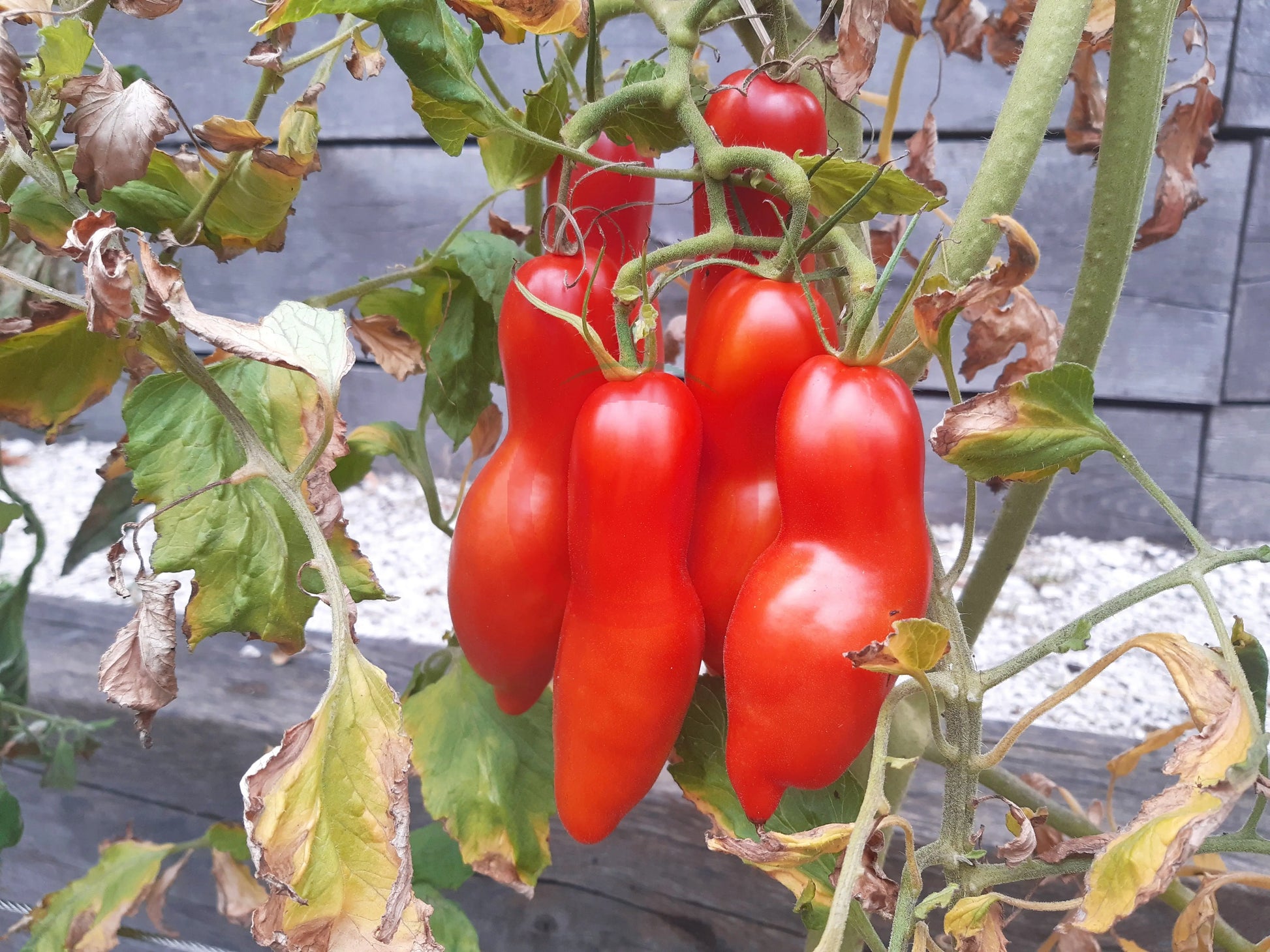 Jersey Devil DER TOMATENFLÜSTERER