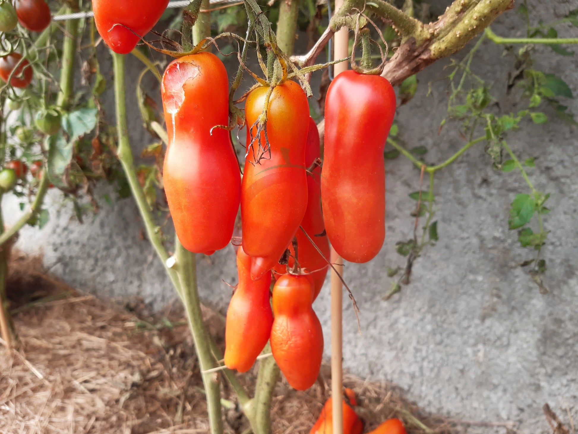 Jersey Devil DER TOMATENFLÜSTERER