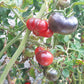 Kaleidoscopic Jewel DER TOMATENFLÜSTERER