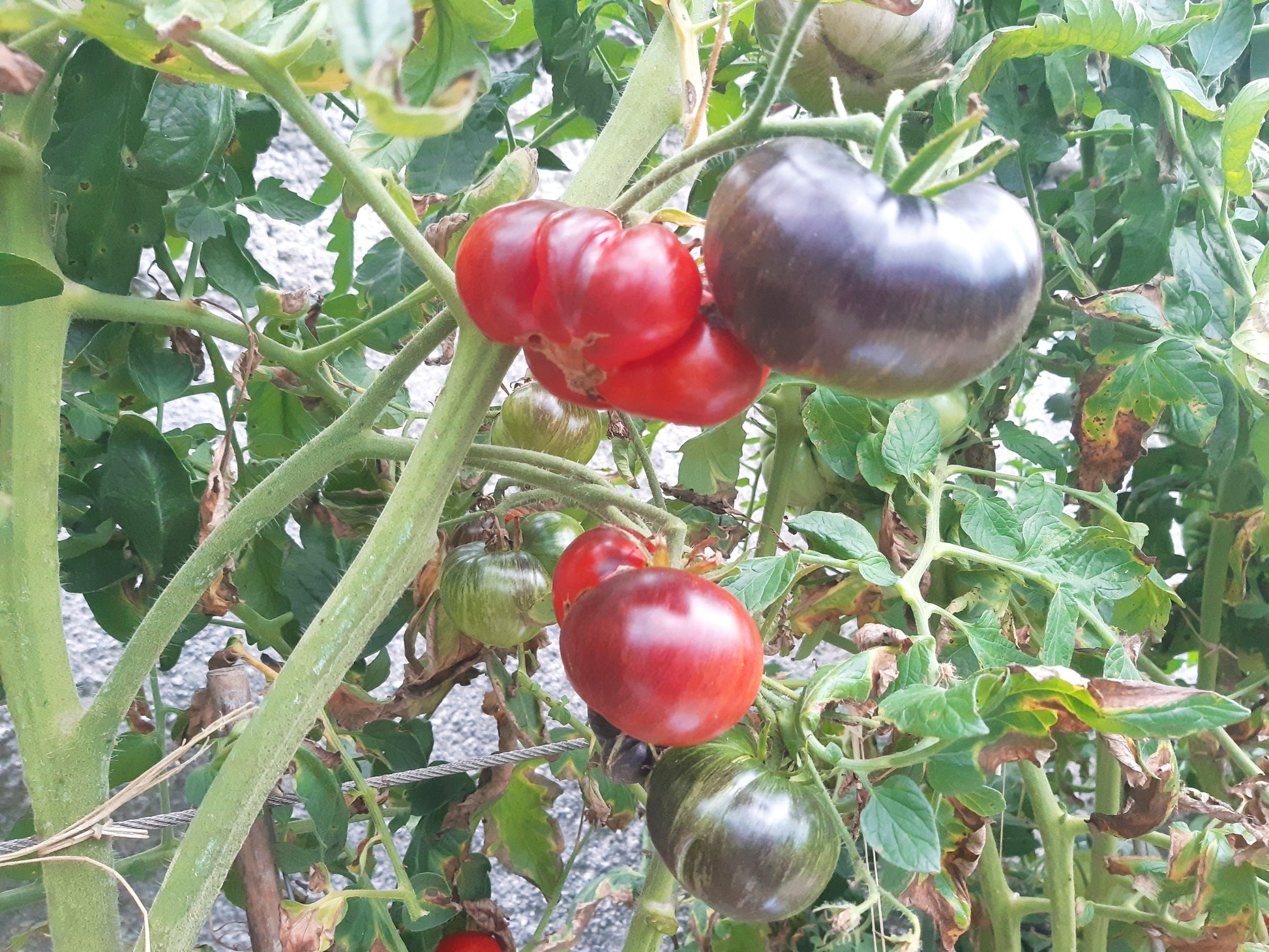 Kaleidoscopic Jewel DER TOMATENFLÜSTERER