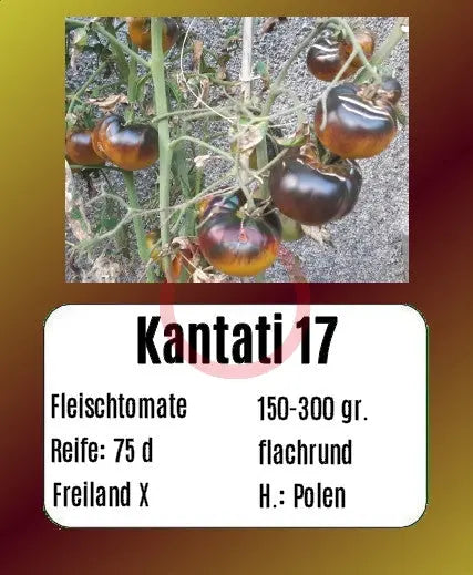 Kantati 17 DER TOMATENFLÜSTERER