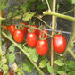 Kibic DER TOMATENFLÜSTERER