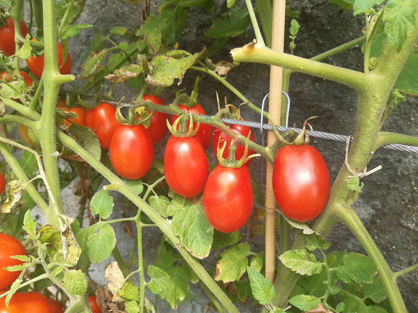 Kibic DER TOMATENFLÜSTERER