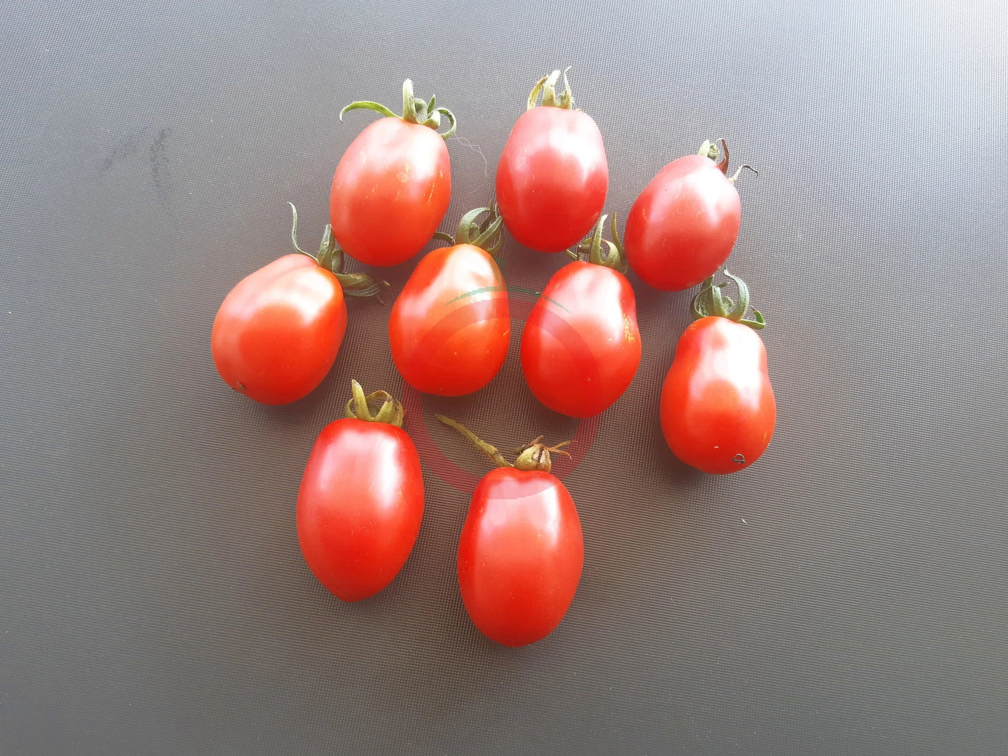 Kibic DER TOMATENFLÜSTERER