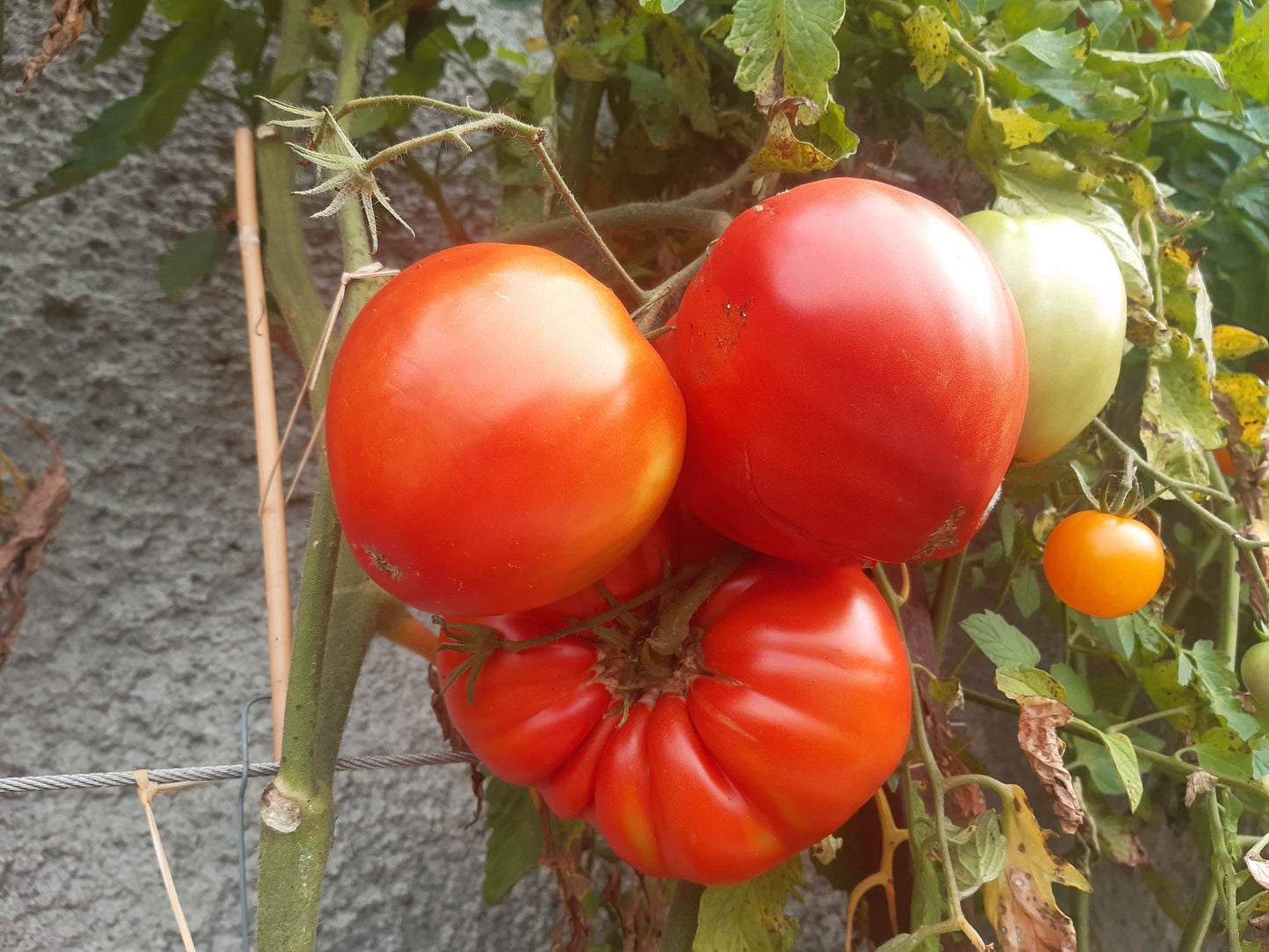 King Kong DER TOMATENFLÜSTERER