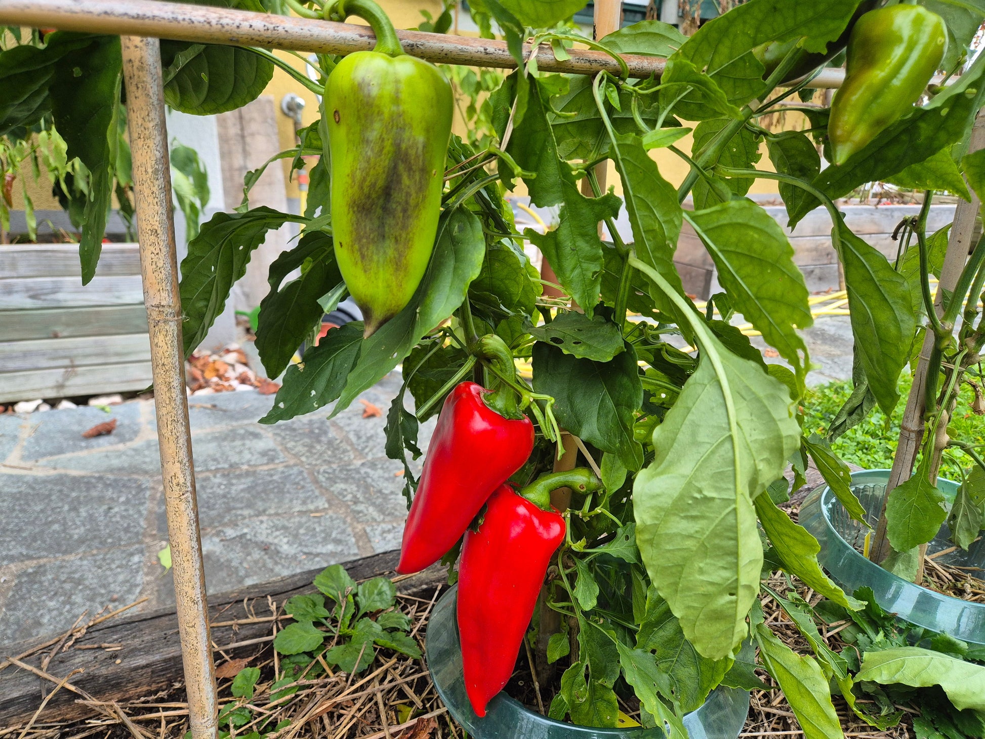 Kitayska Stena DER TOMATENFLÜSTERER