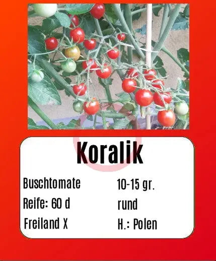 Koralik DER TOMATENFLÜSTERER