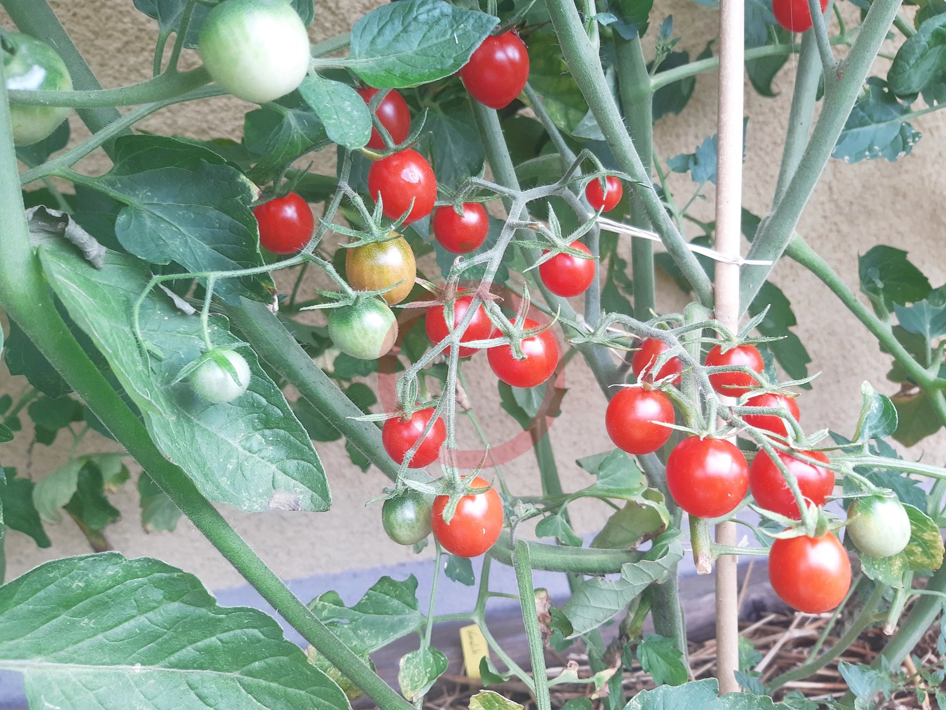 Koralik DER TOMATENFLÜSTERER