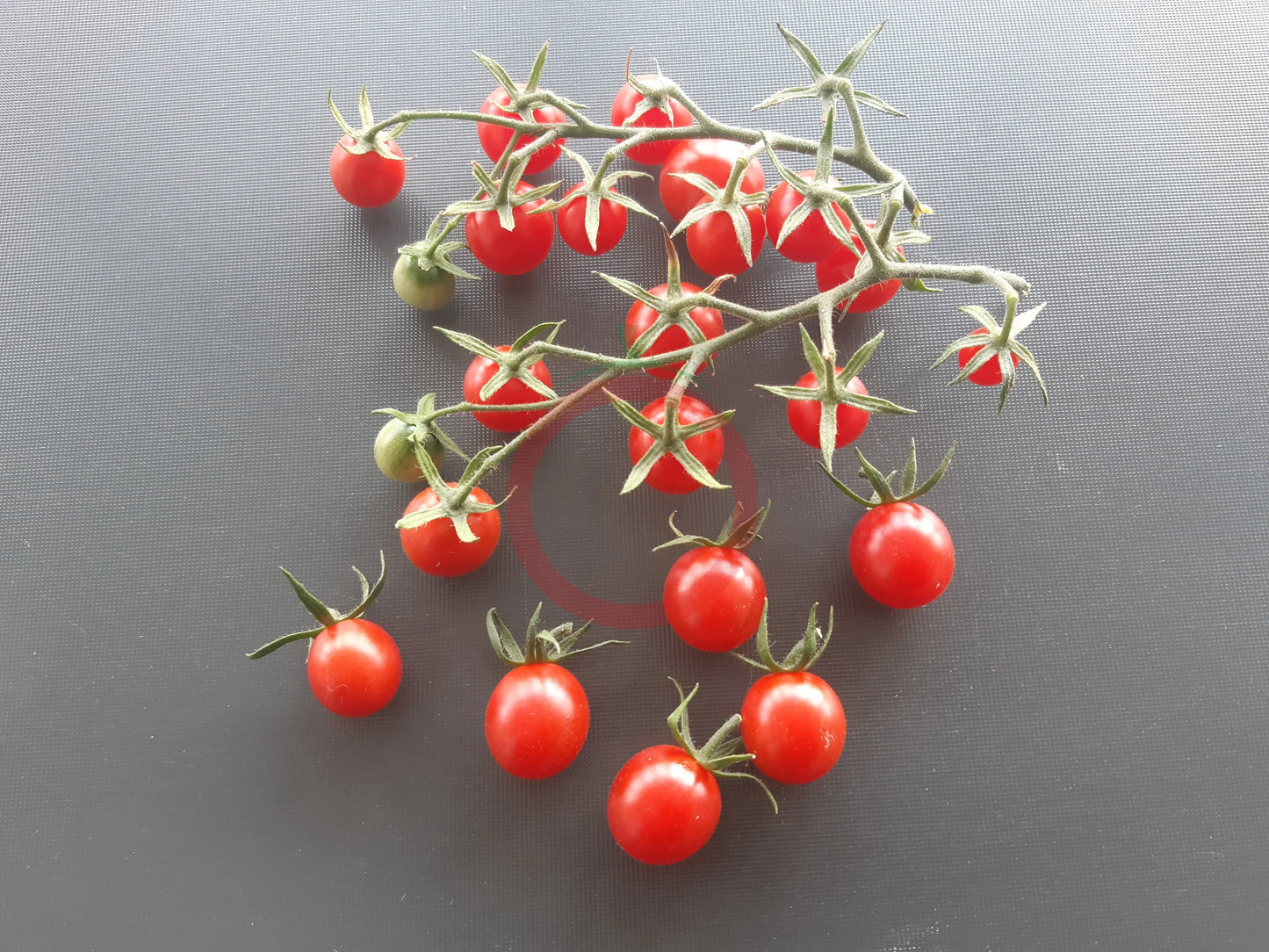 Koralik DER TOMATENFLÜSTERER