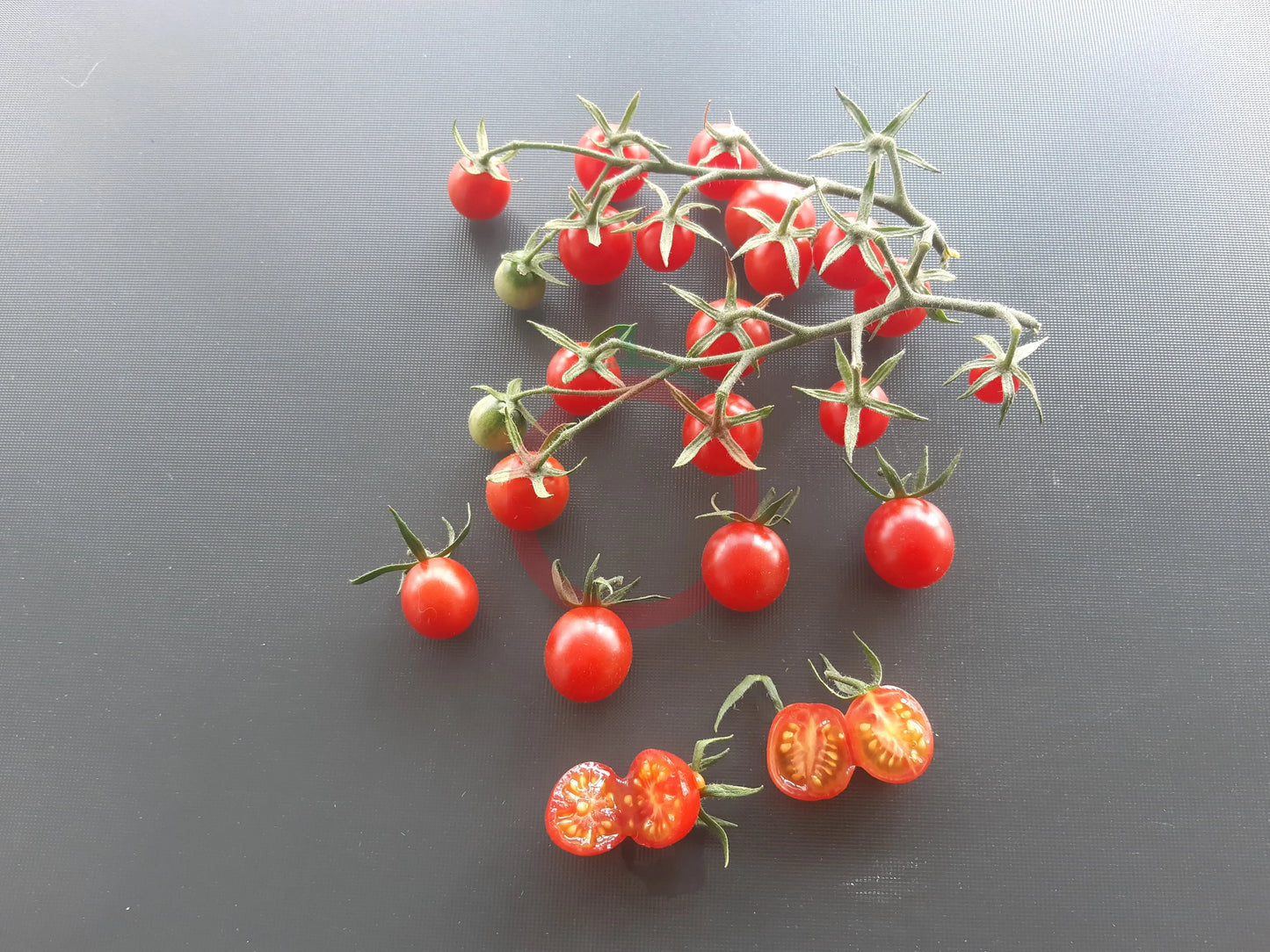 Koralik DER TOMATENFLÜSTERER