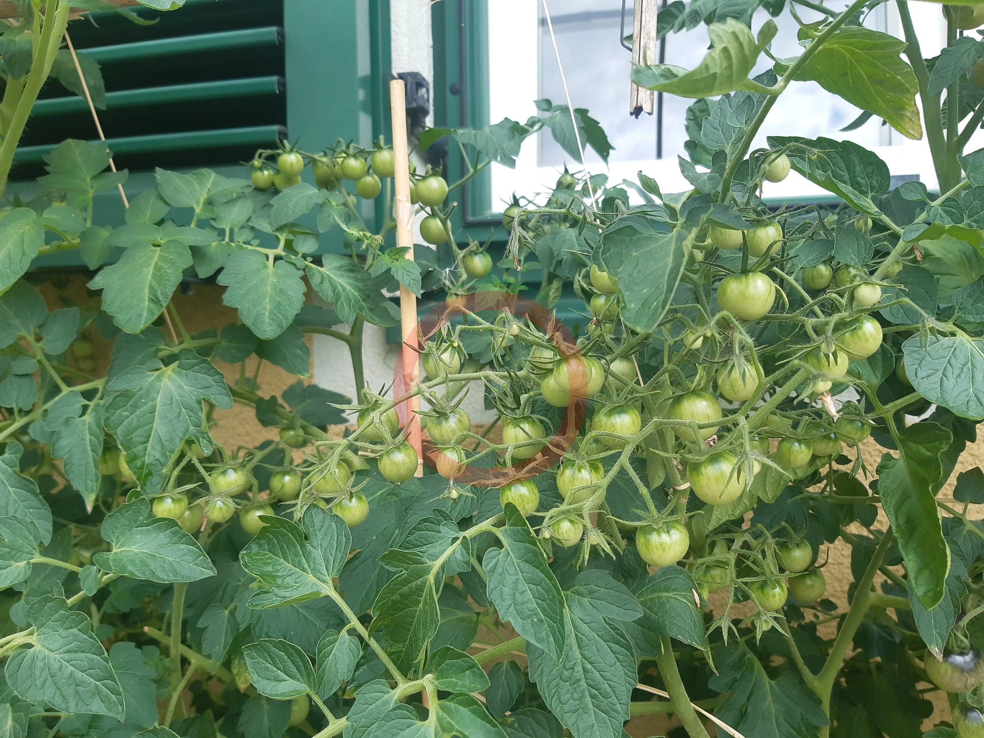 Koralik DER TOMATENFLÜSTERER