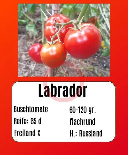 Labrador DER TOMATENFLÜSTERER