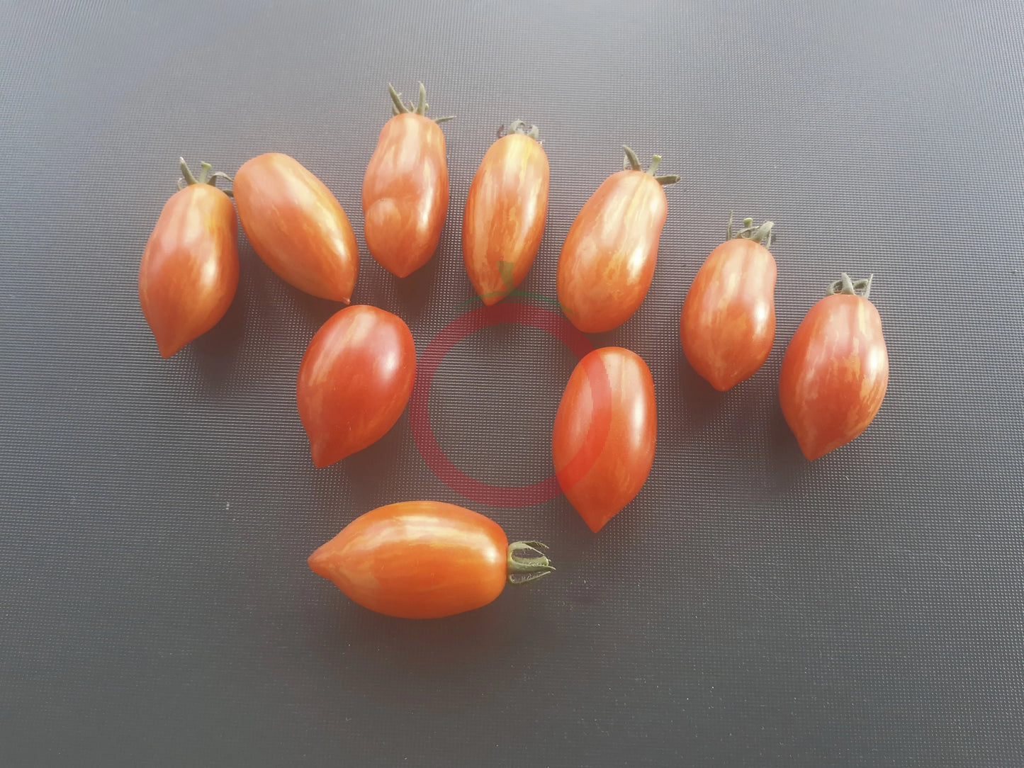 Laura MD DER TOMATENFLÜSTERER