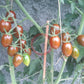 Little Black Zebra DER TOMATENFLÜSTERER