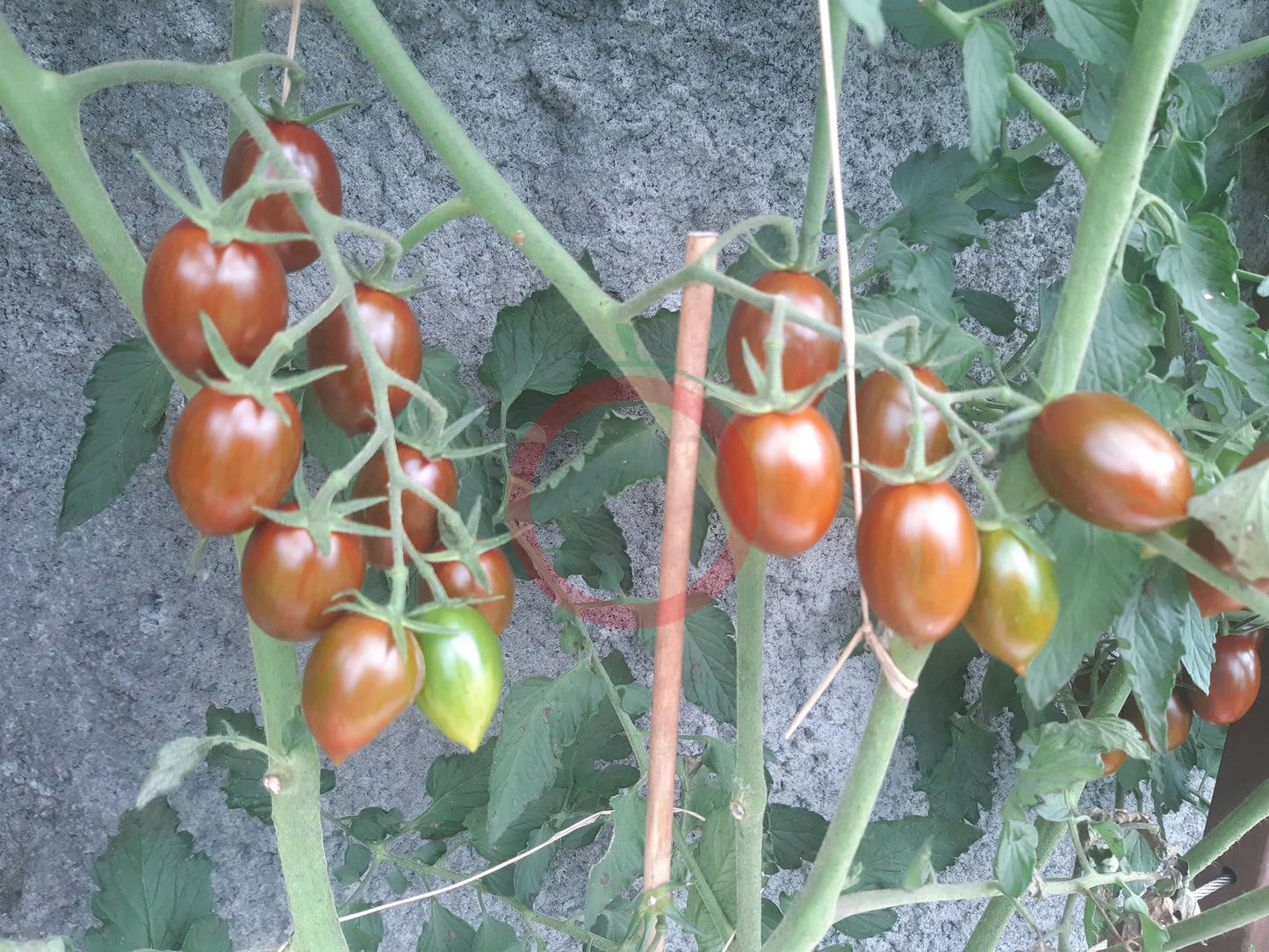 Little Black Zebra DER TOMATENFLÜSTERER