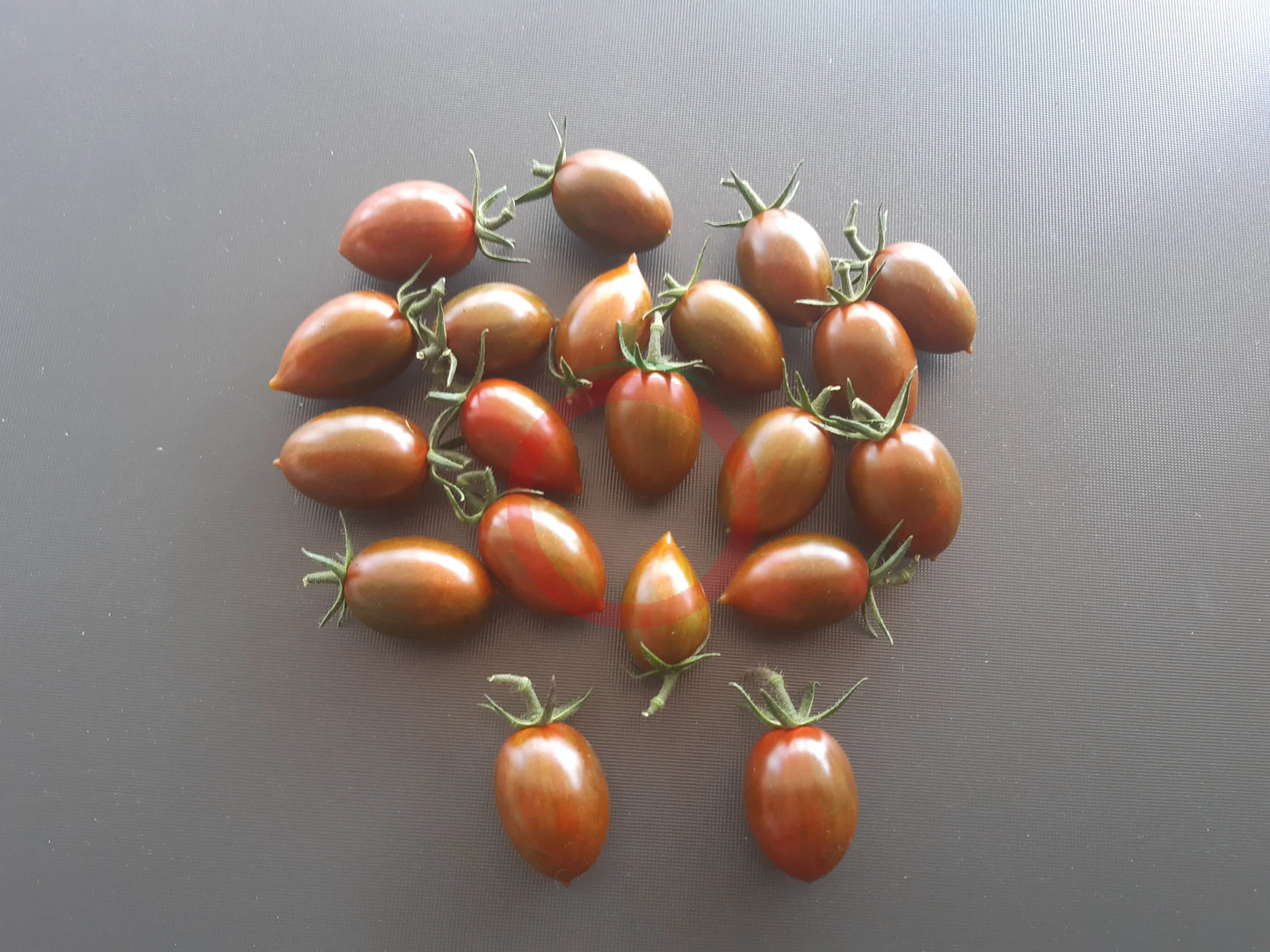 Little Black Zebra DER TOMATENFLÜSTERER