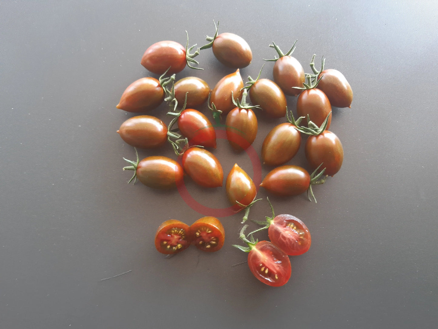 Little Black Zebra DER TOMATENFLÜSTERER