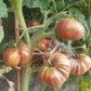 Loaghtan  Woolies DER TOMATENFLÜSTERER