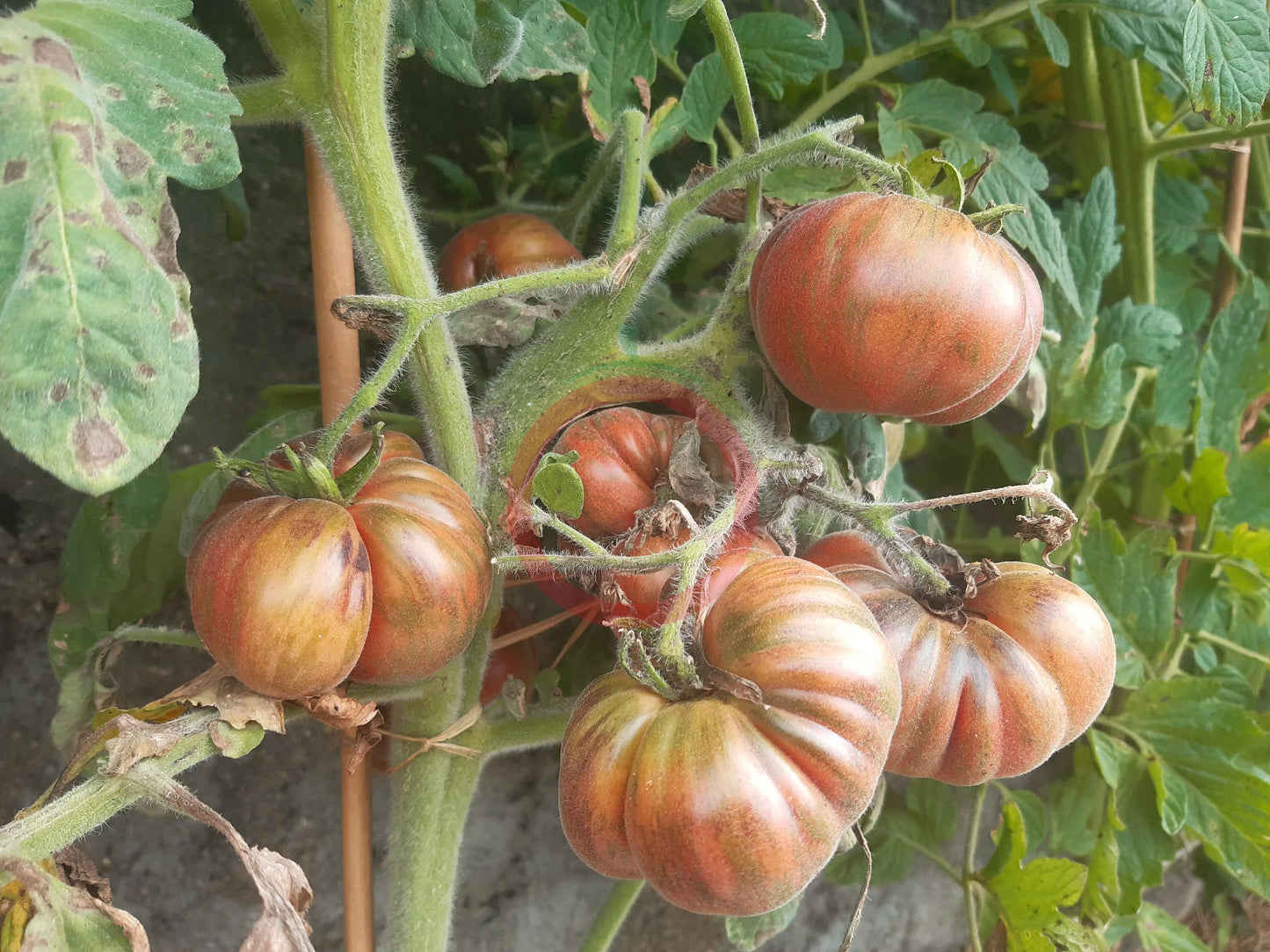 Loaghtan  Woolies DER TOMATENFLÜSTERER