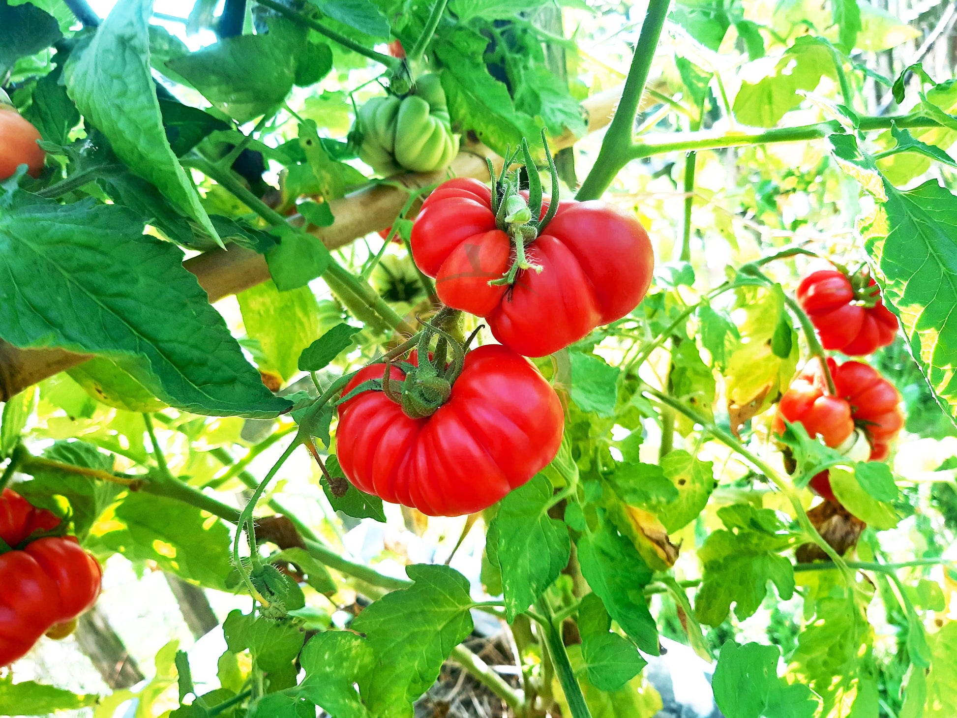 Loka DER TOMATENFLÜSTERER