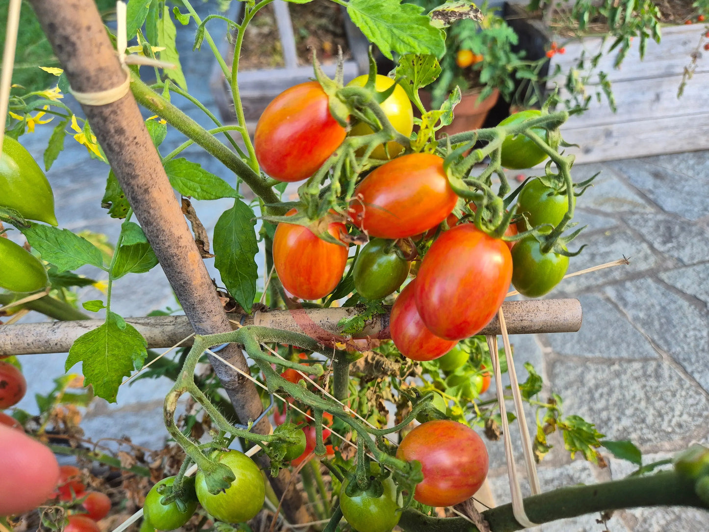 Maglia Rosa DER TOMATENFLÜSTERER