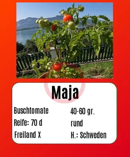 Maja DER TOMATENFLÜSTERER