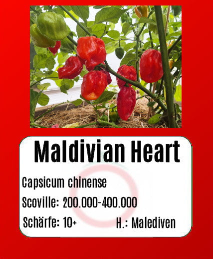 Maldivian Heart DER TOMATENFLÜSTERER