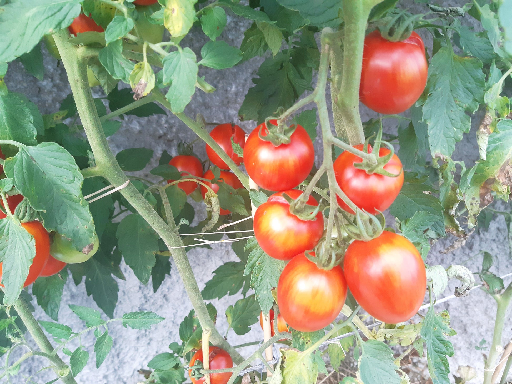 Matt´s Hornet DER TOMATENFLÜSTERER