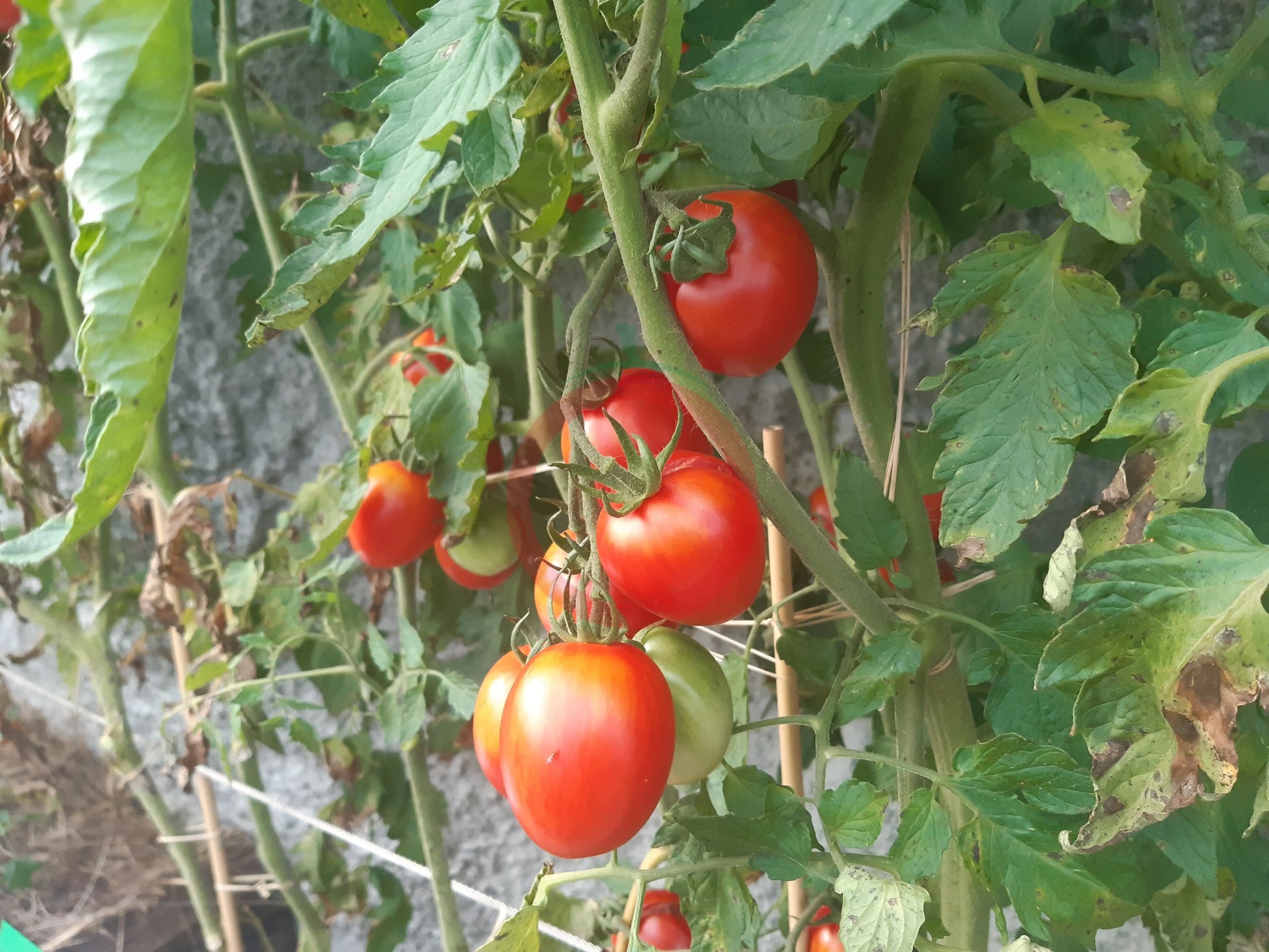 Matt´s Hornet DER TOMATENFLÜSTERER