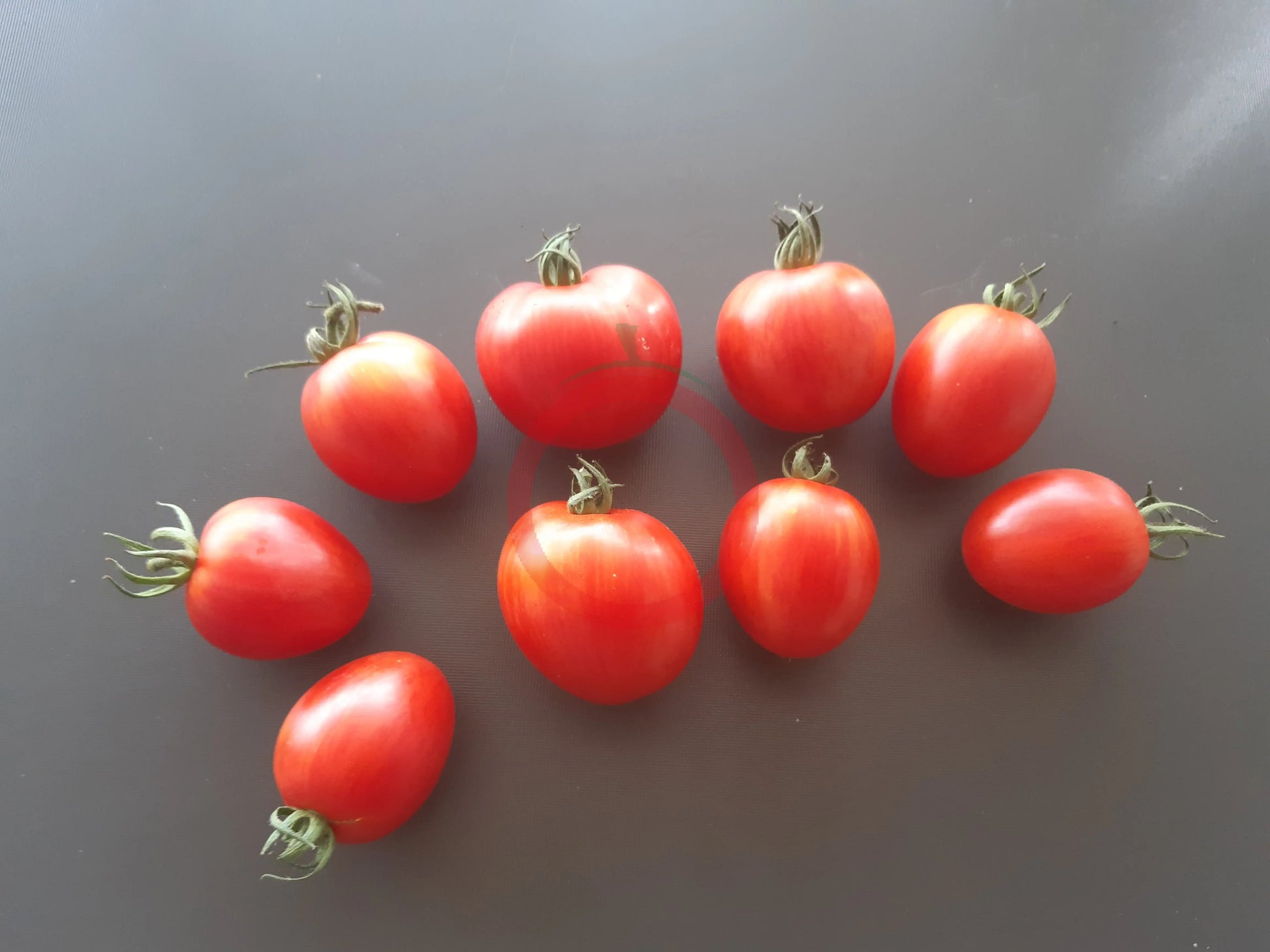 Matt´s Hornet DER TOMATENFLÜSTERER