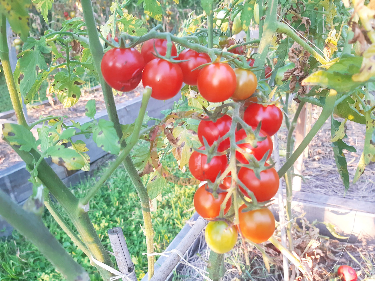 Mei Wei DER TOMATENFLÜSTERER