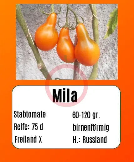 Mila DER TOMATENFLÜSTERER