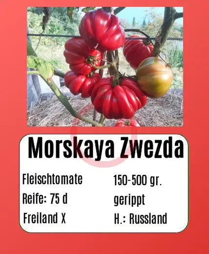 Morskaya Zvezda DER TOMATENFLÜSTERER