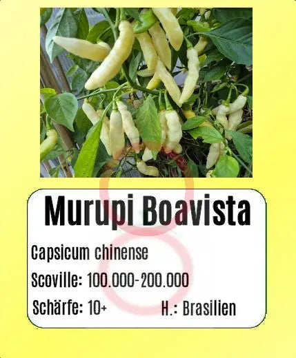 Murupi Boa Vista DER TOMATENFLÜSTERER