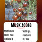 Musk Zebra DER TOMATENFLÜSTERER