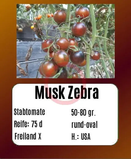 Musk Zebra DER TOMATENFLÜSTERER