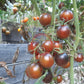 Musk Zebra DER TOMATENFLÜSTERER