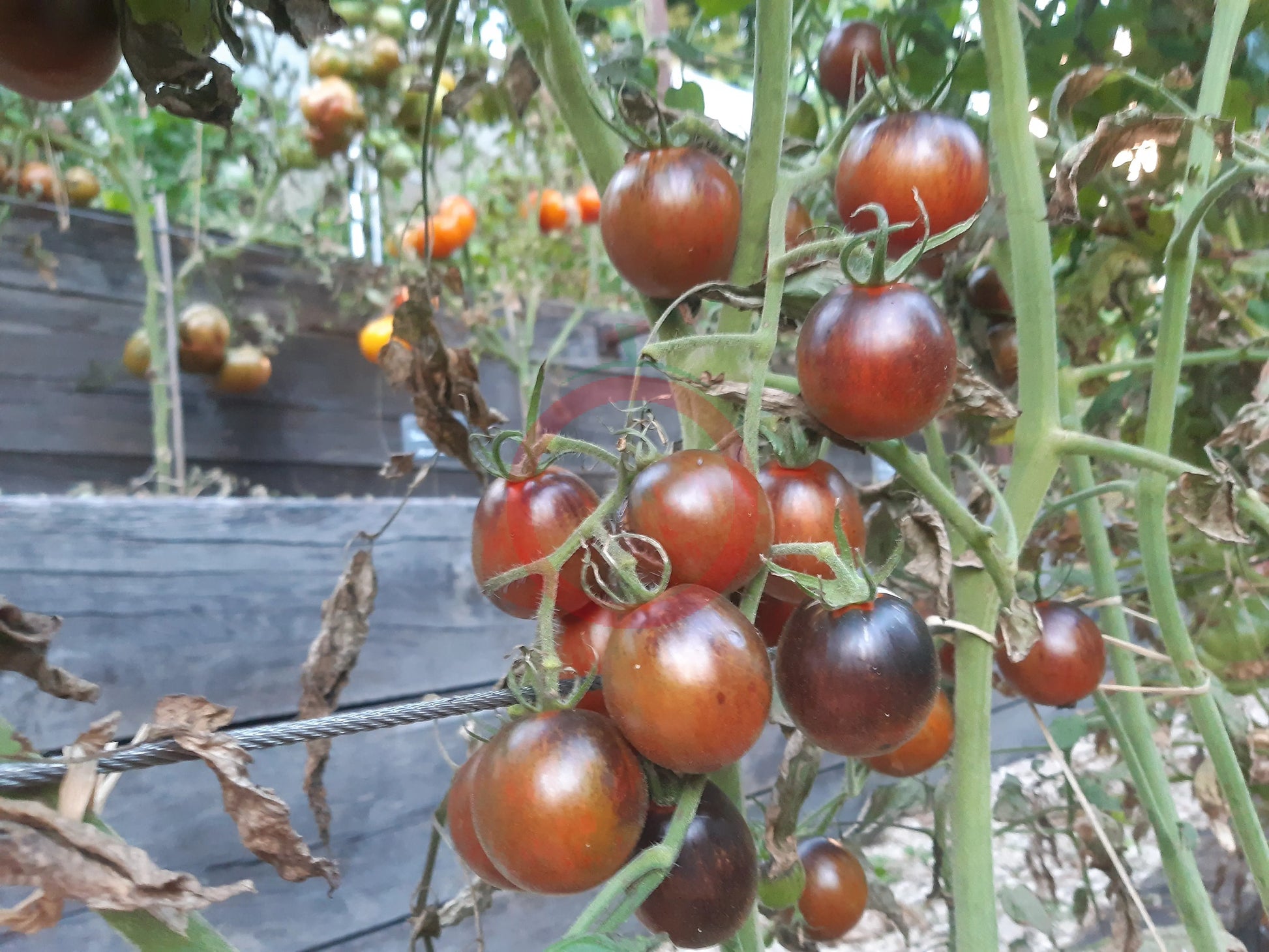 Musk Zebra DER TOMATENFLÜSTERER