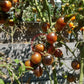 Musk Zebra DER TOMATENFLÜSTERER