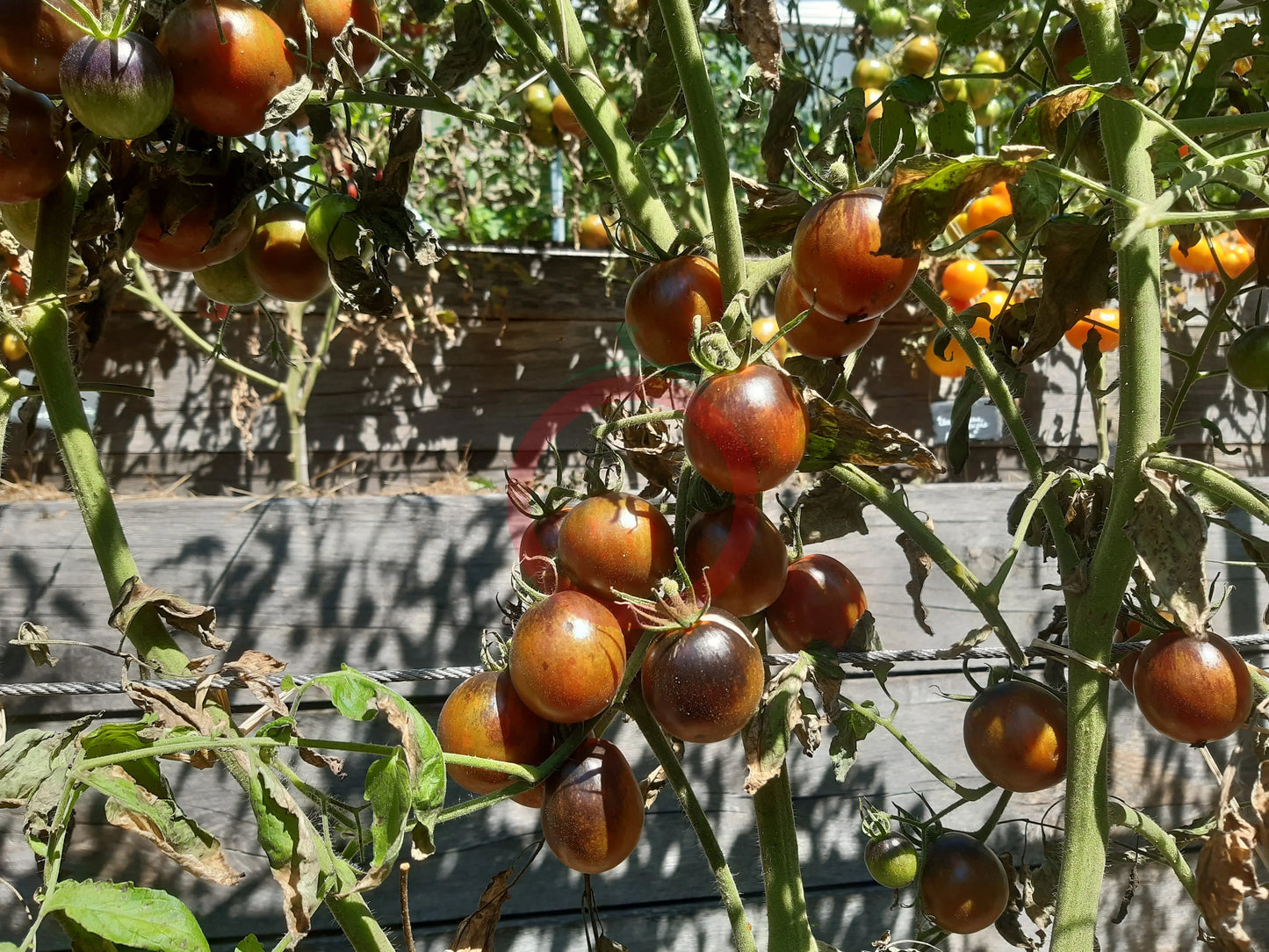 Musk Zebra DER TOMATENFLÜSTERER